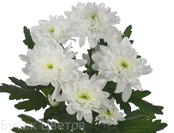 Хризантема кустовая белая фото